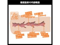 日本の名器 本庄鈴 画像5